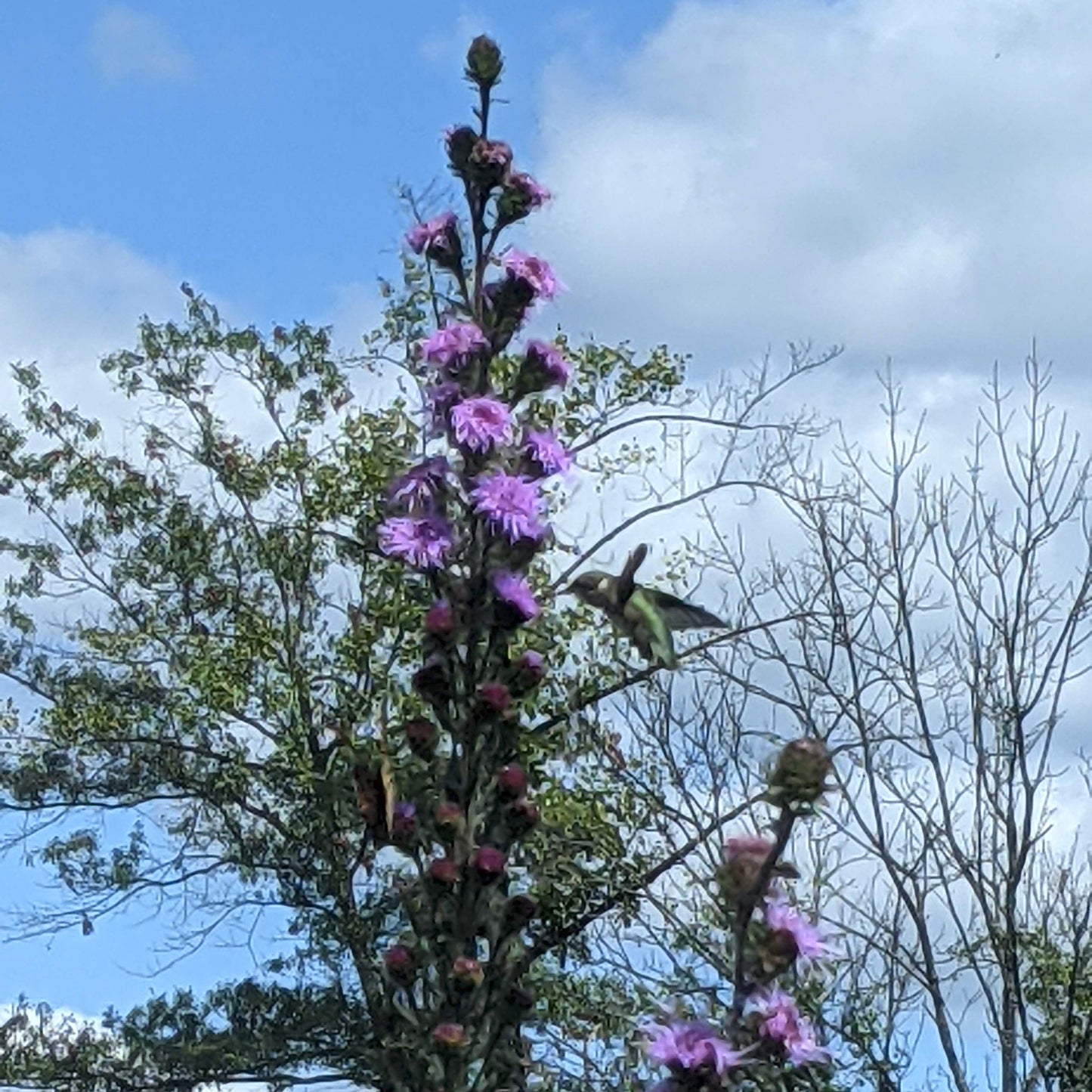 Meadow Blazing Star (Liatris ligulistylus)