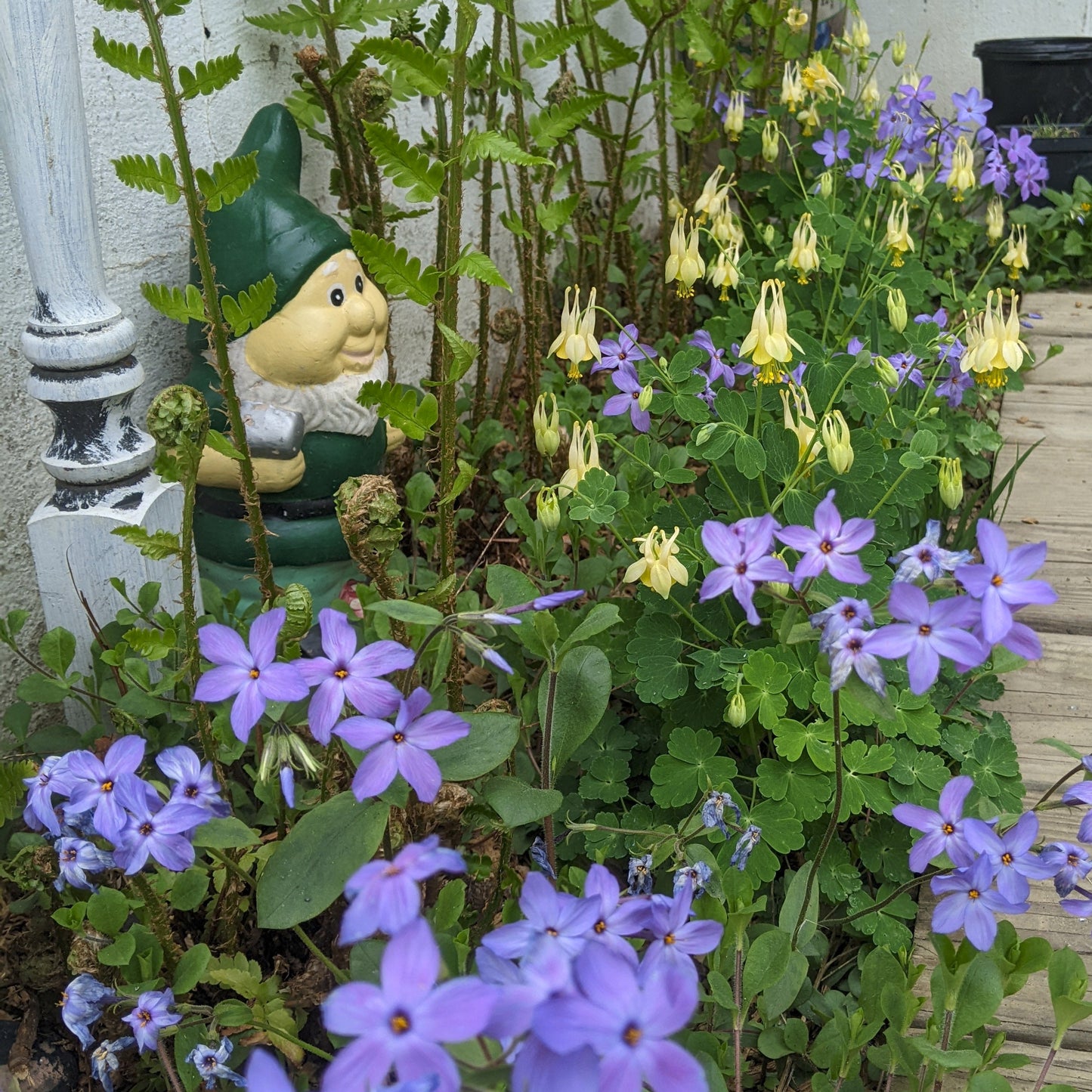Dwarf Columbine (Aquilegia canadensis 'Corbett')