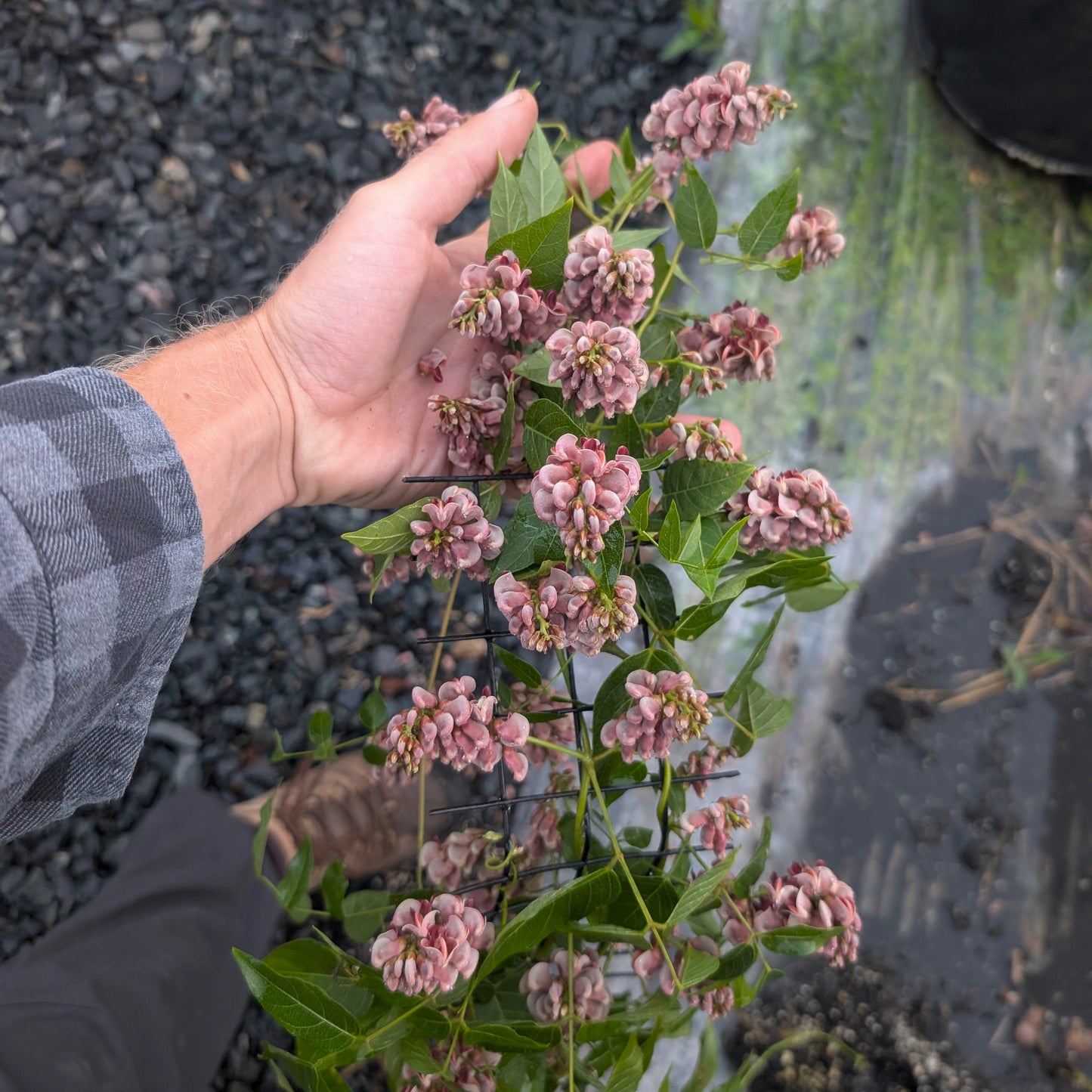 Groundnut (Apios americana)