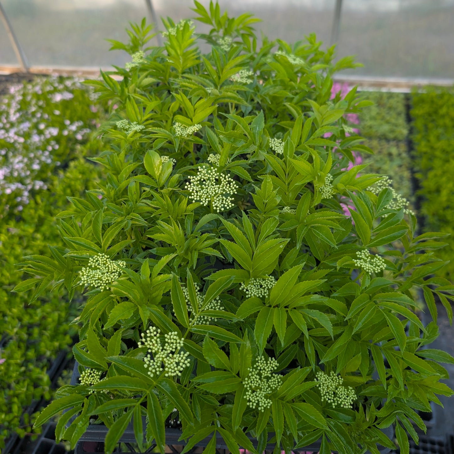 Elderberry (Sambuca canadensis) Baltimore area ecotype