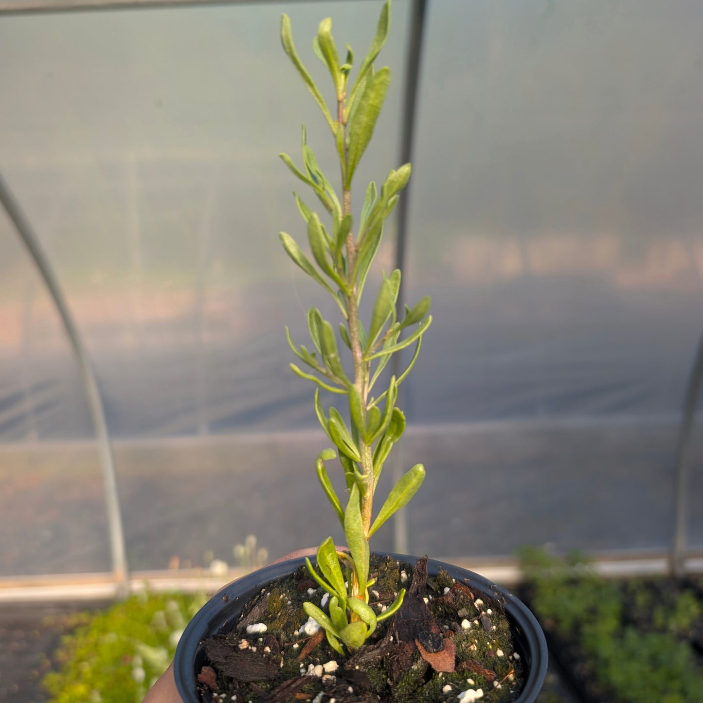 Carolina Wolfberry (Lycium carolinianum)