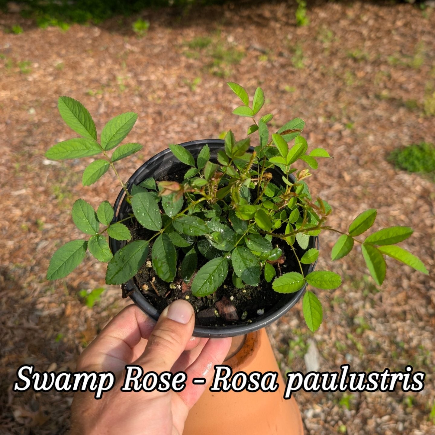Swamp Rose (Rosa paulustris) Chesapeake bay ecotype