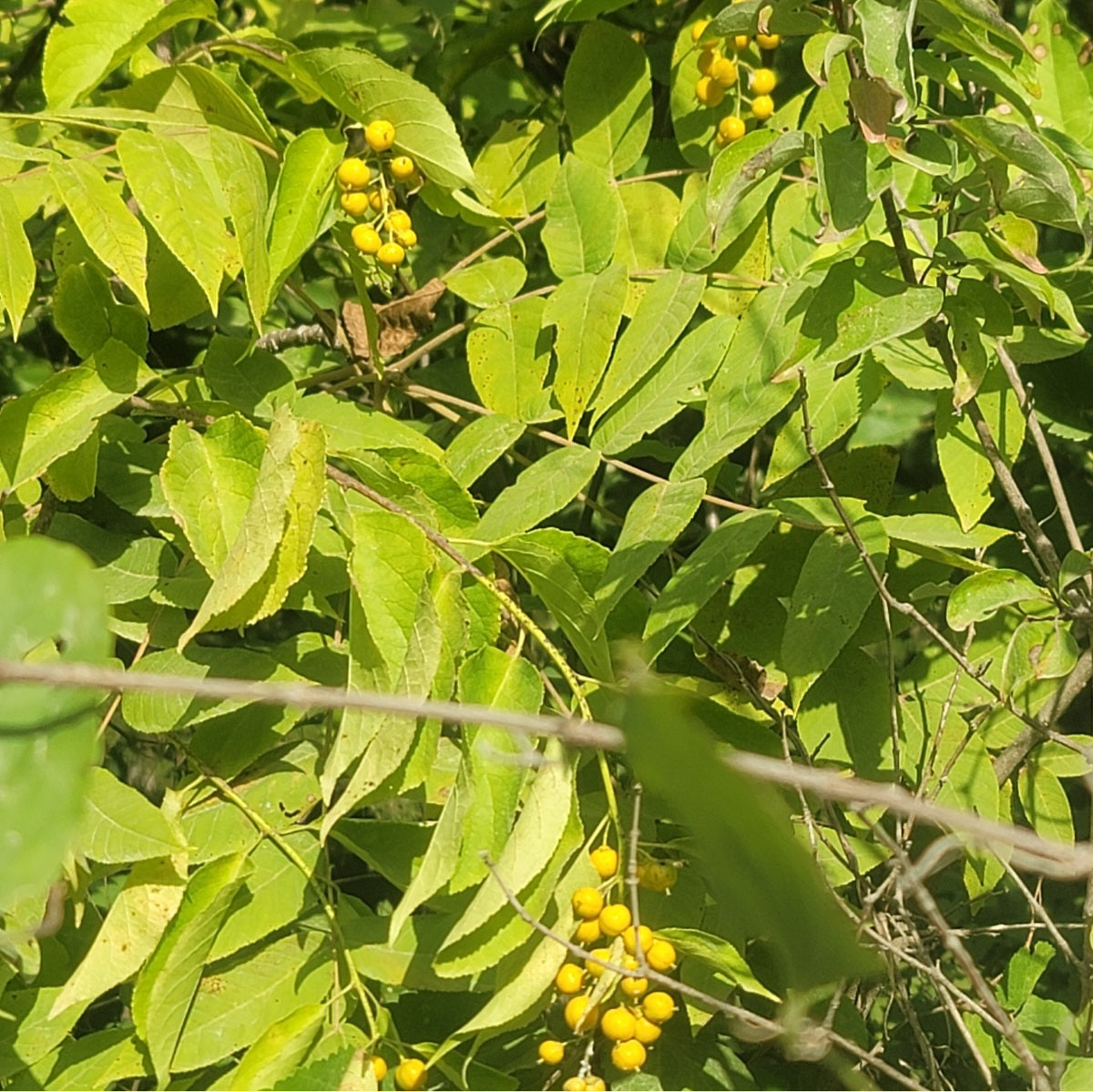 American Bittersweet (Celastrus scandens)