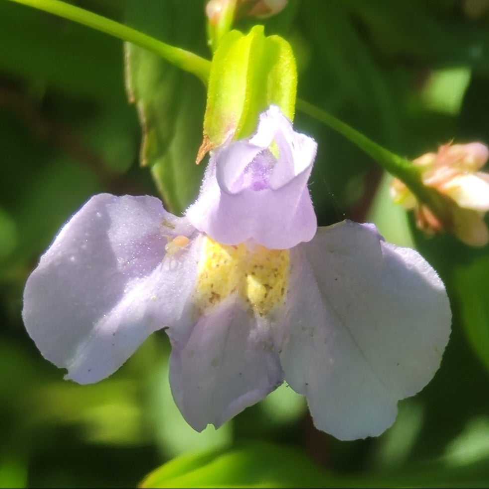 Allegheny Monkeyflower (Mimulus ringens)