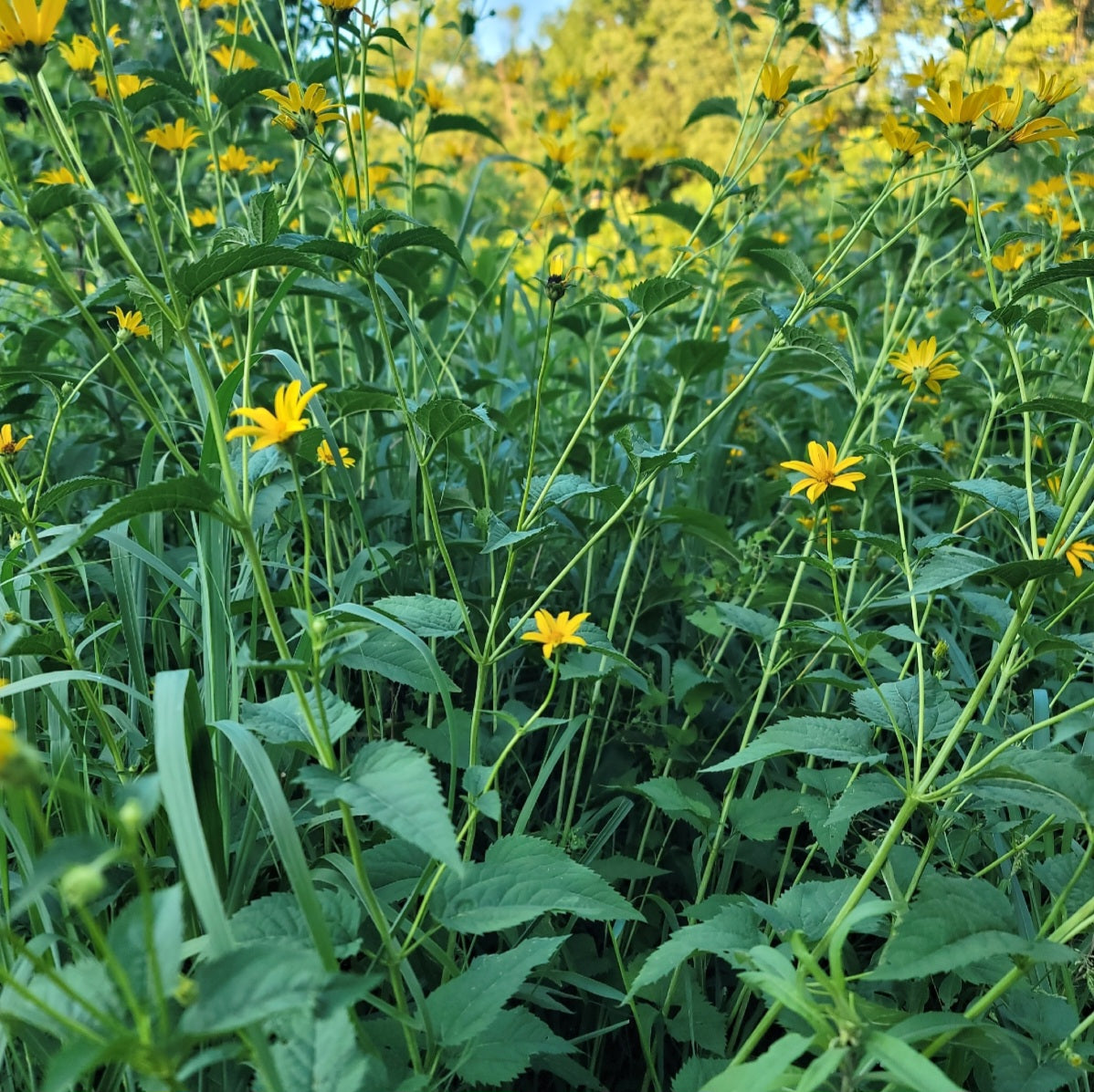 Woodland Sunflower (Helianthus divaricatus)