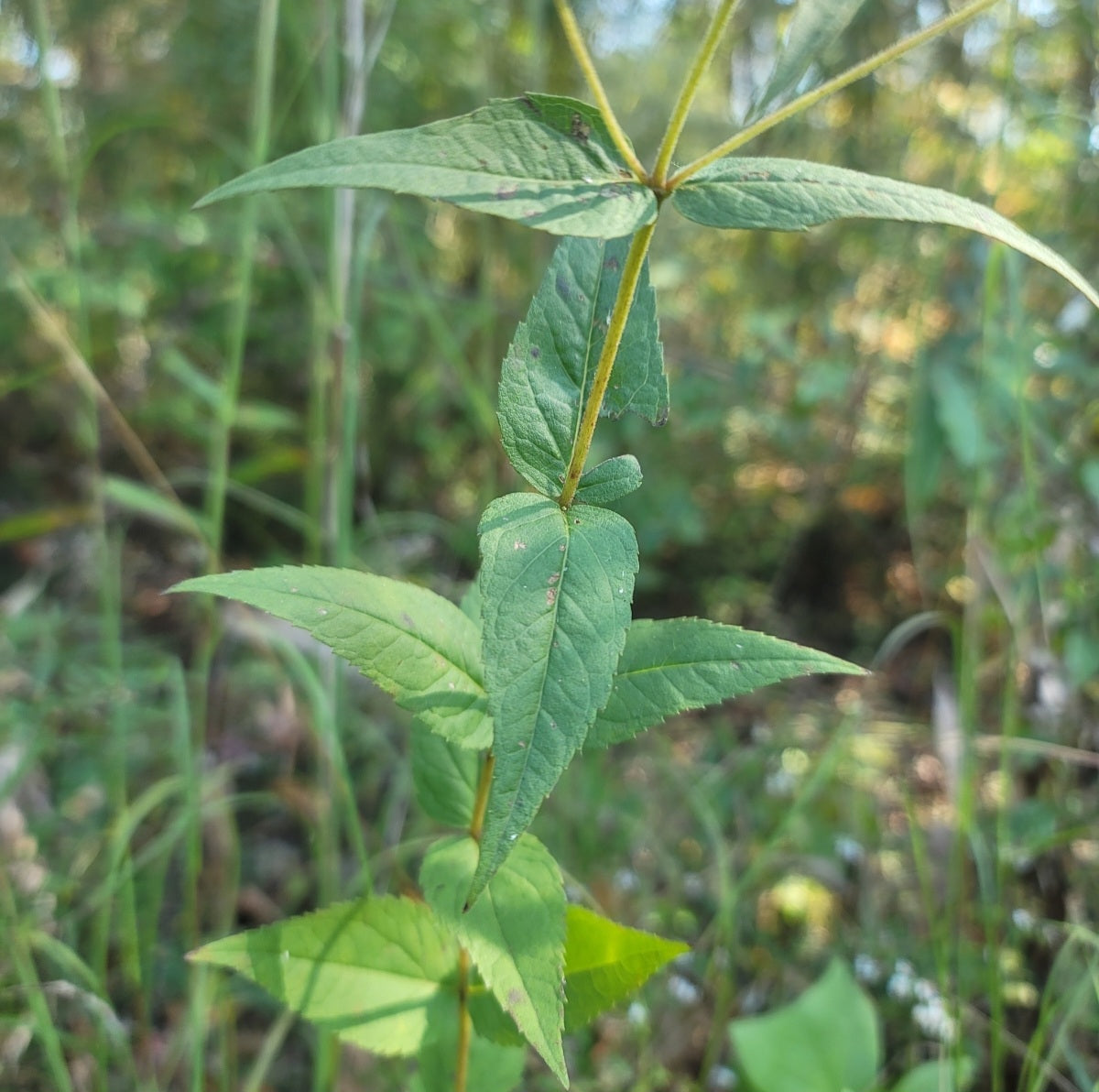 Godfrey's Thoroughwort (Eupatorium godfreyanum)