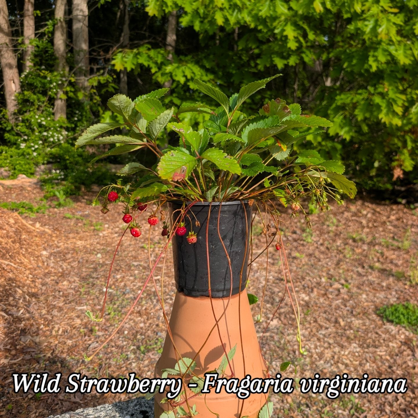 Wild Strawberry (Fragaria virginiana)