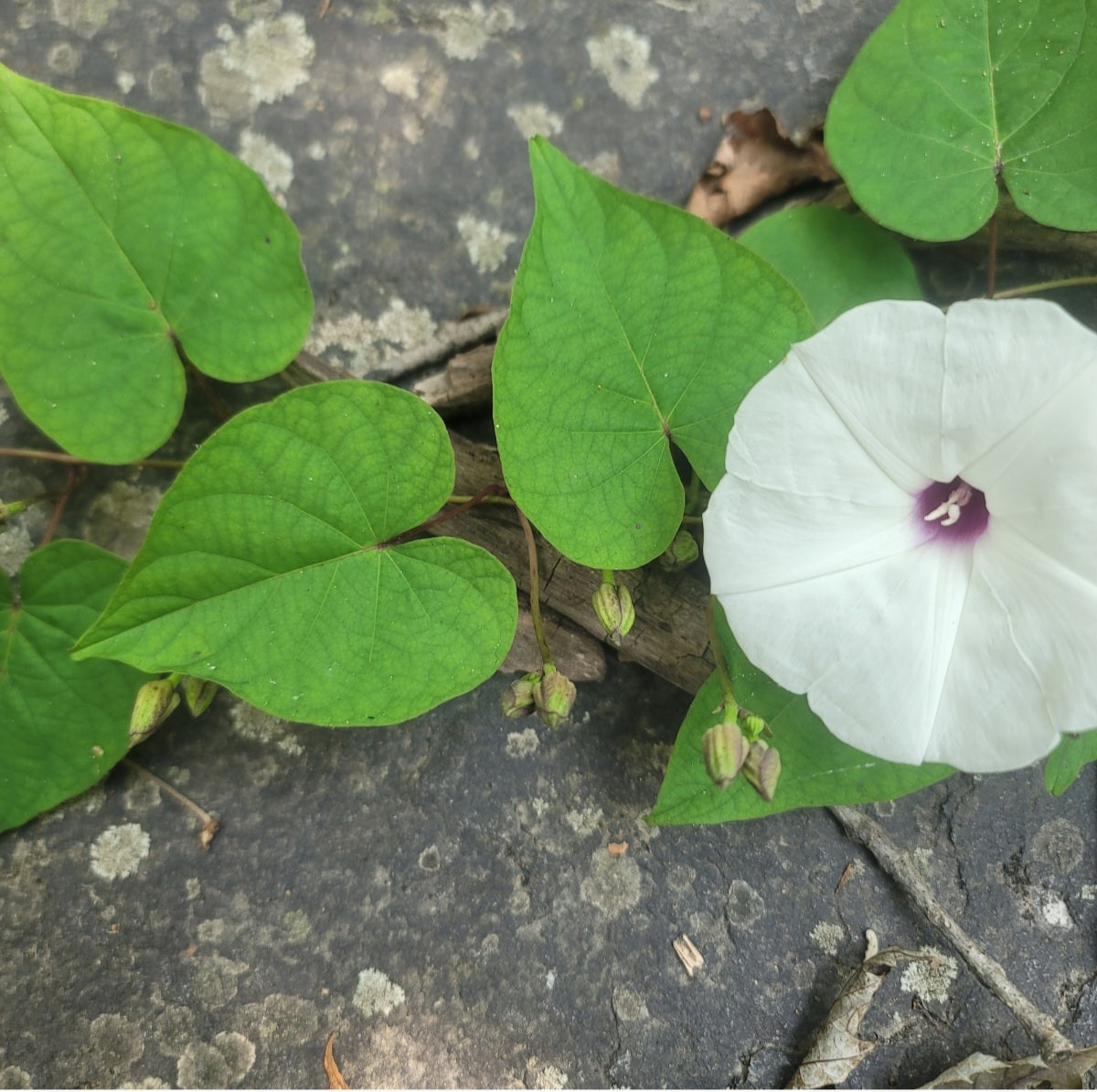 Wild Potato Vine (Ipomoea pandurata)