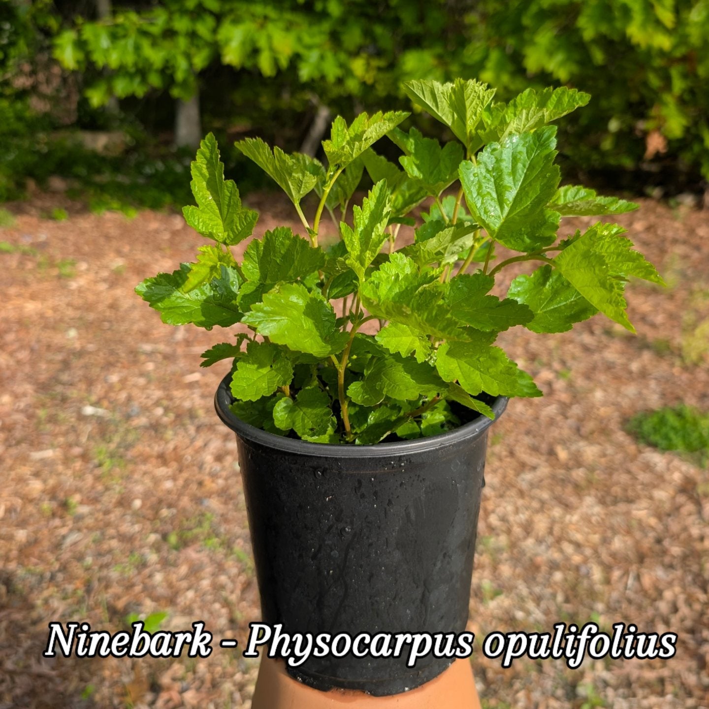 Ninebark (Physocarpus opulifolius) NEPA ecotype
