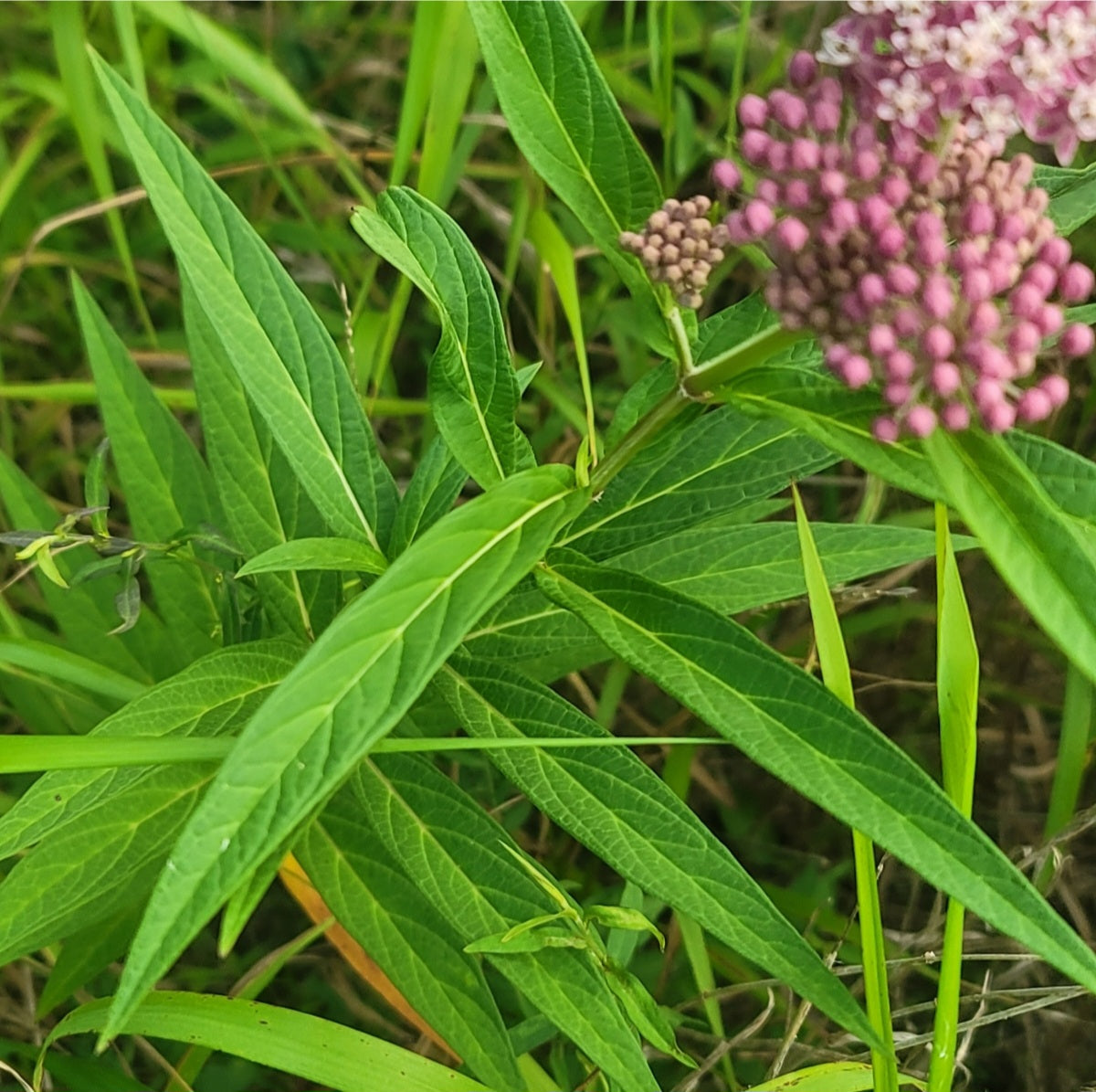 Swamp milkweed (Asclepias incarnata ssp. Pulchra)