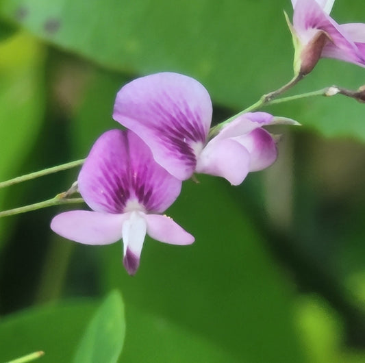 Creeping Bushclover (Lespedeza repans)
