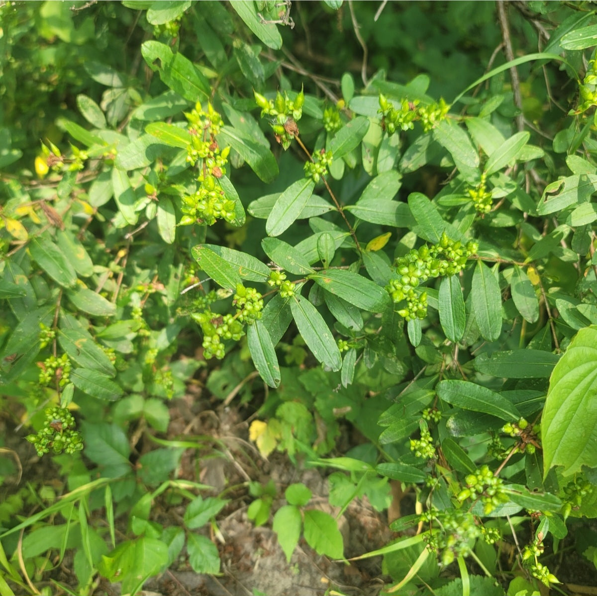 Shrubby St. Johns Wort (Hypericum prolificum)