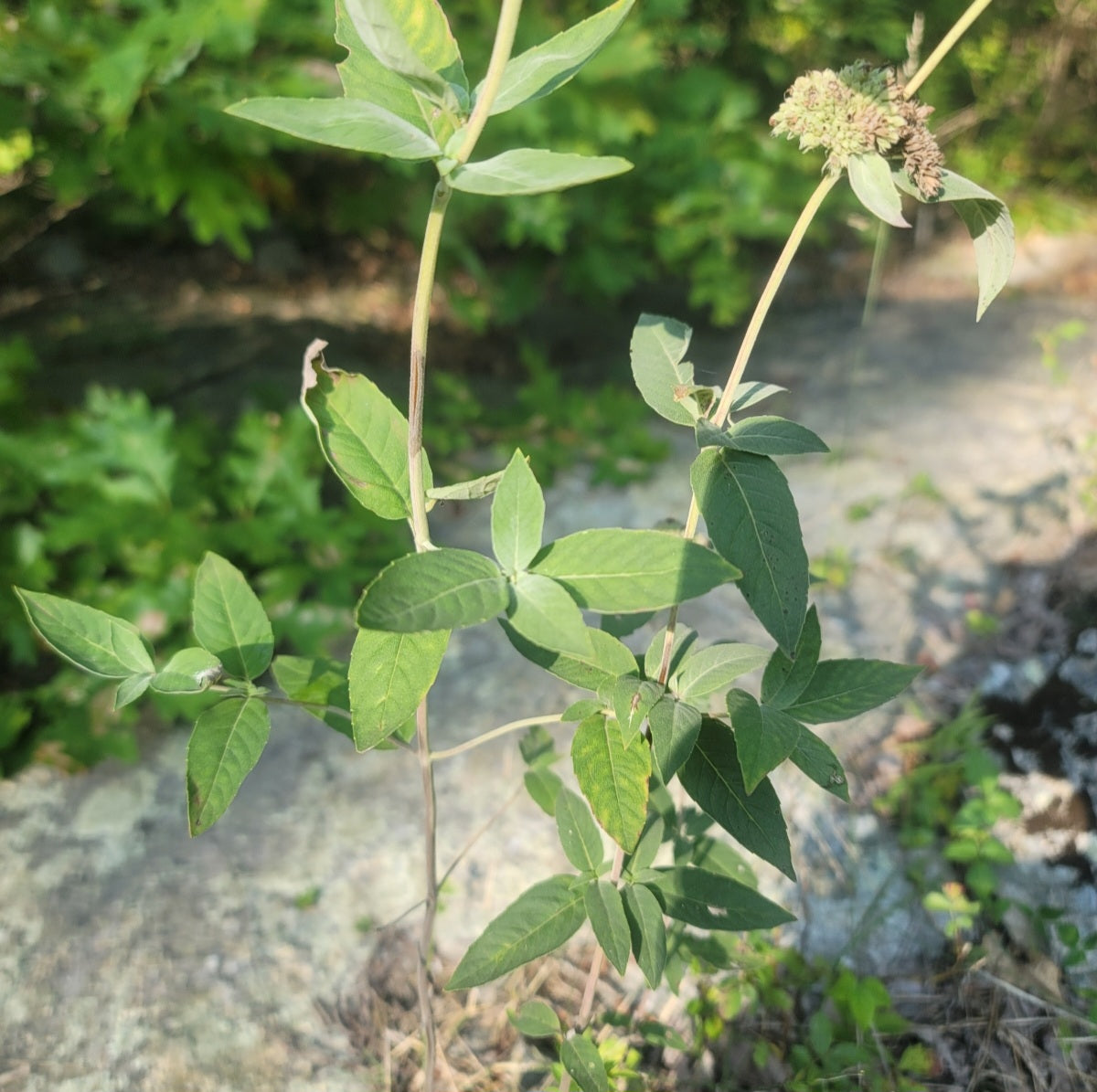 Hoary Mountain Mint (Pycnanthemum incanum)