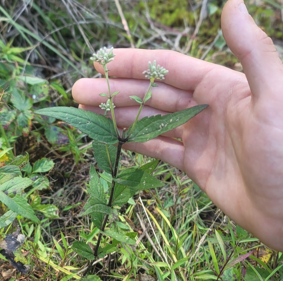 Ragged Thoroughwort (Eupatorium pilosum)