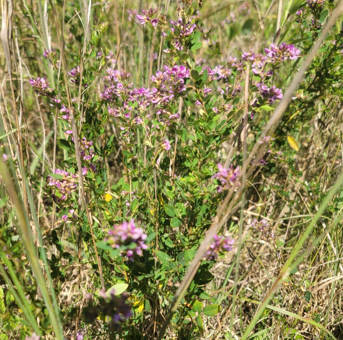 Violet Bushclover (Lespedeza violaceae)