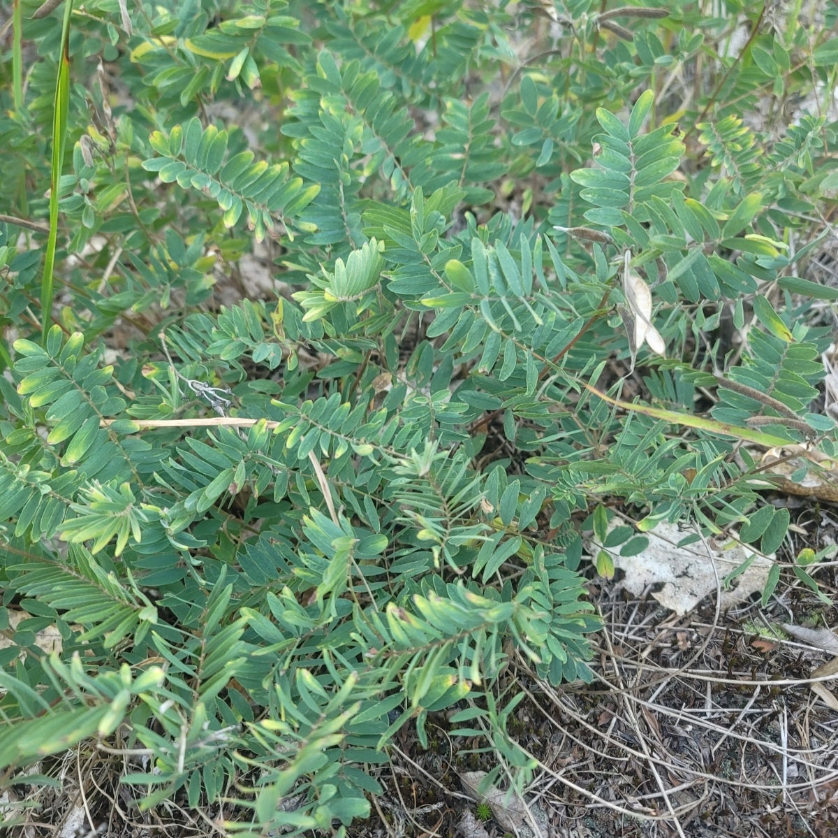 Goats rue (Tephrosia virginiana)