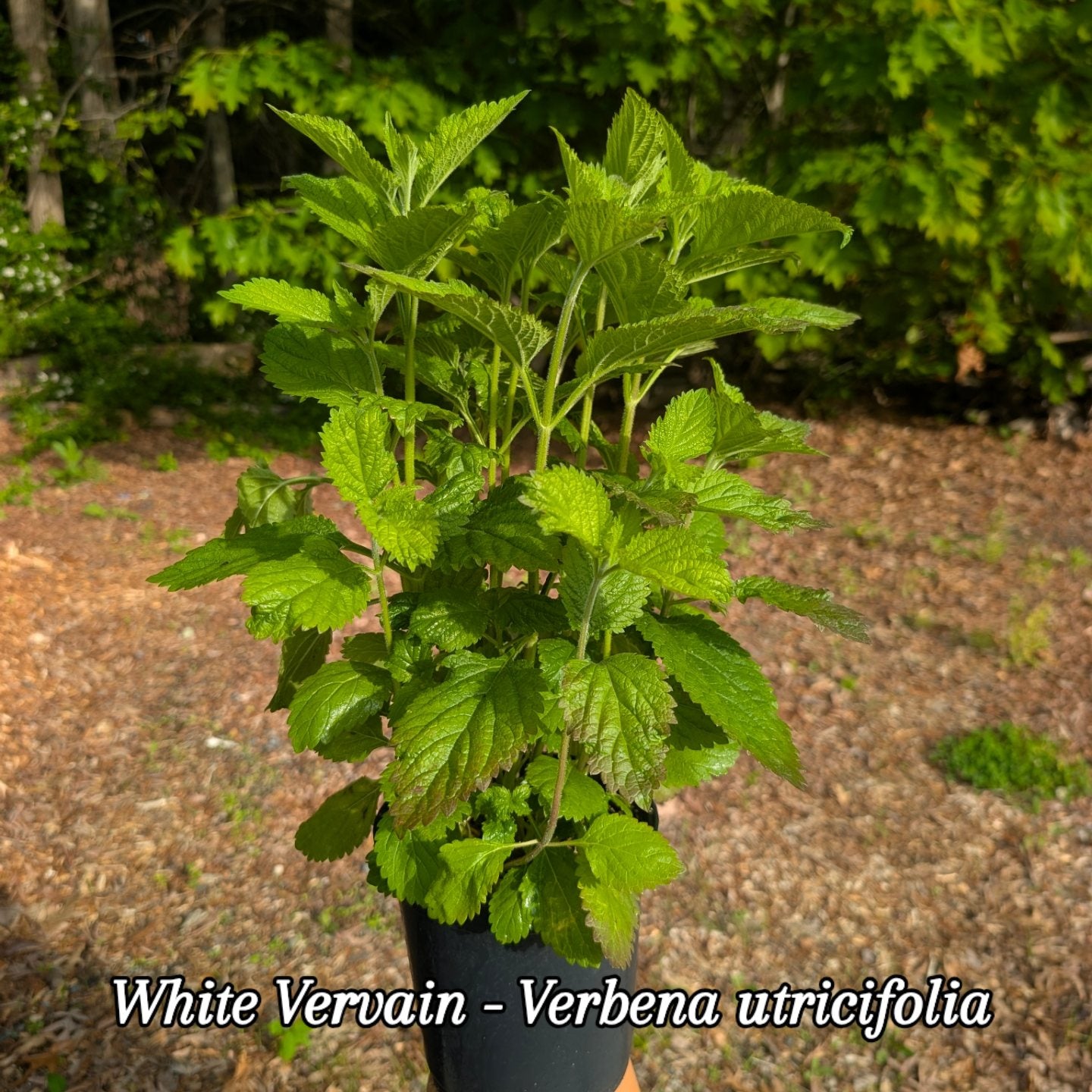 White Vervain (Verbena utricifolia) (PA evotype