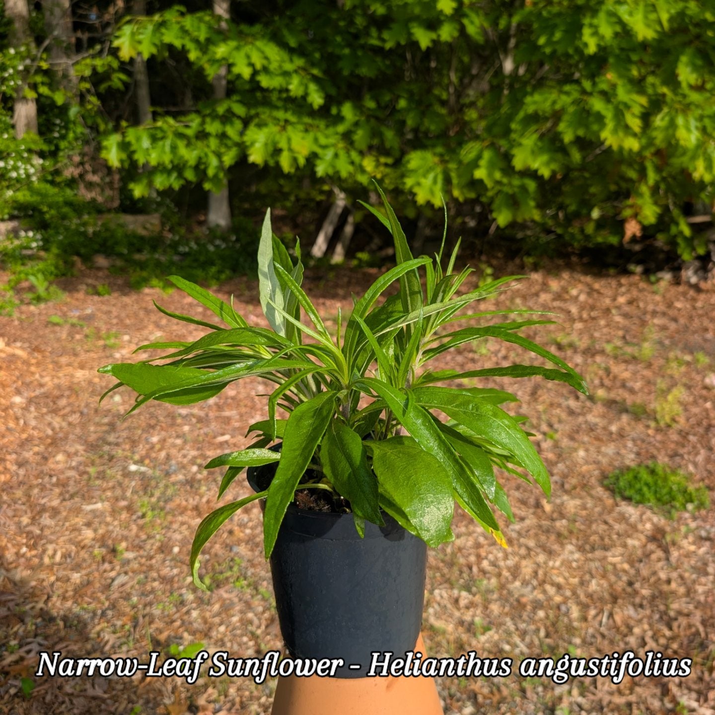 Swamp Sunflower (Helianthus angustifolius)