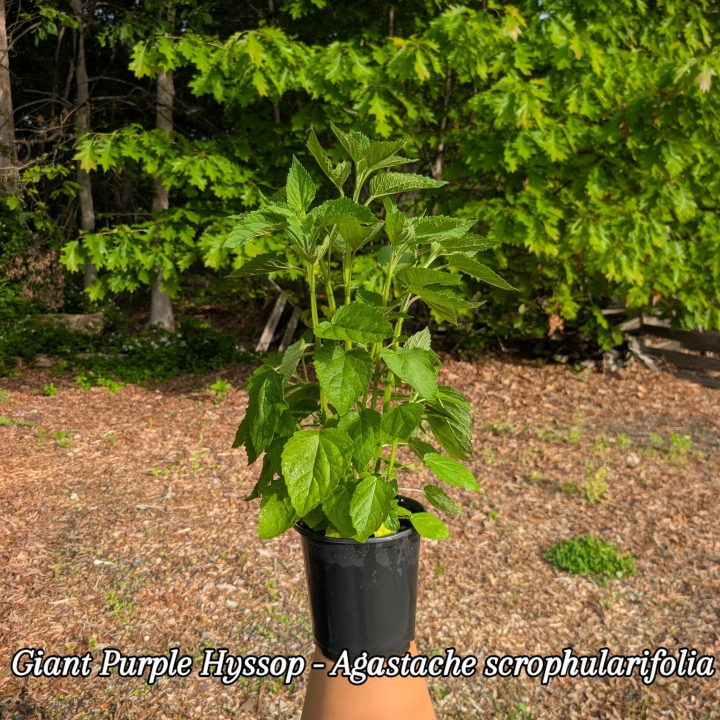 Purple Giant Hyssop (Agastache scrophularifolia)