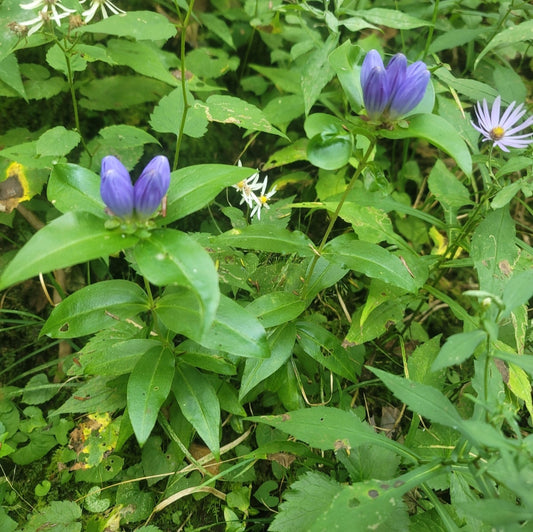 Bottle gentian - (Gentiana clausa)