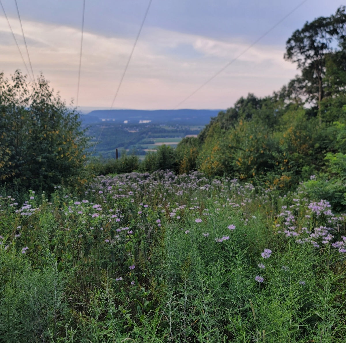 Wild Bergamot (Monarda fistulosa)