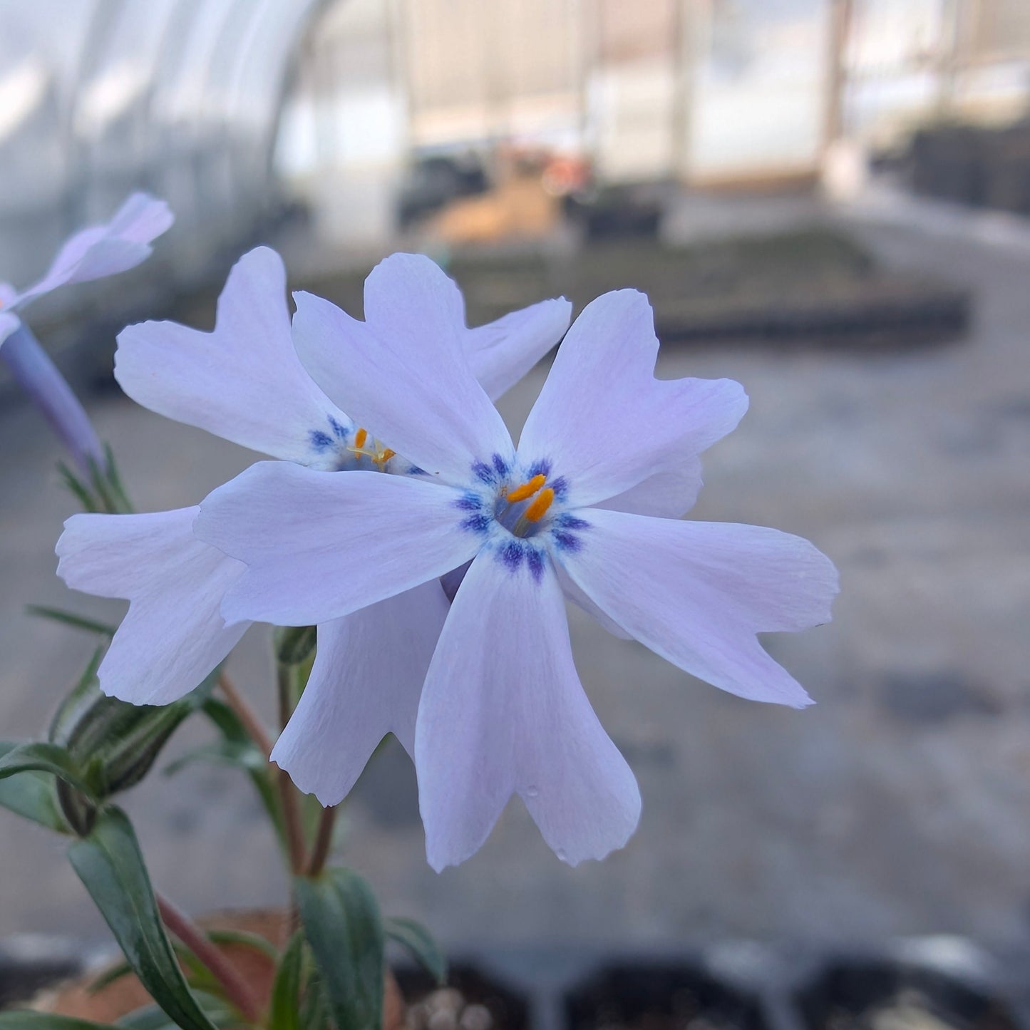 Moss Phlox "Emerald Blue" (Phlox subulata)