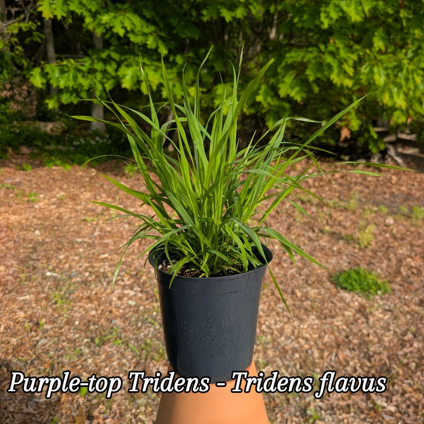 Purple-top Tridens (Tridens flavus) New England ecotype