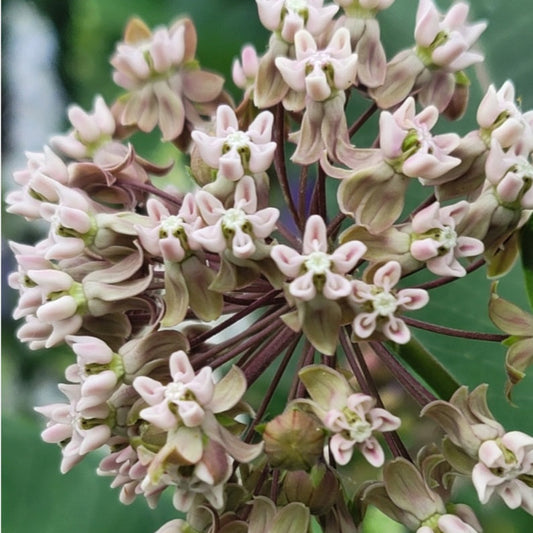 Common milkweed - (Aclepias syriaca)