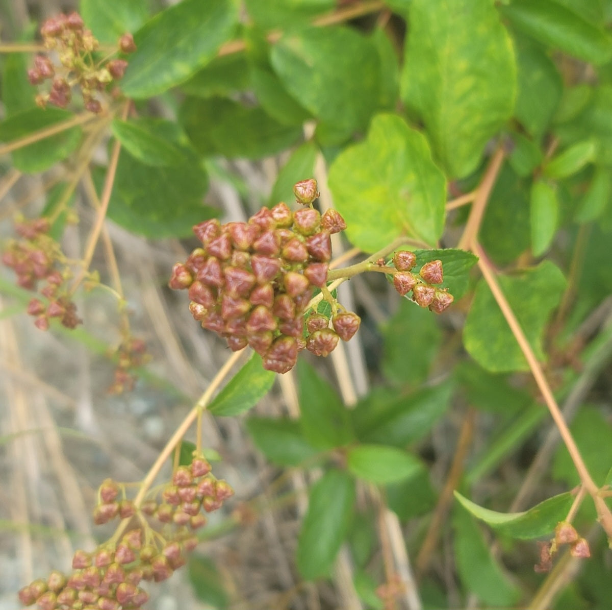 New Jersey Tea (Ceanothus americana)