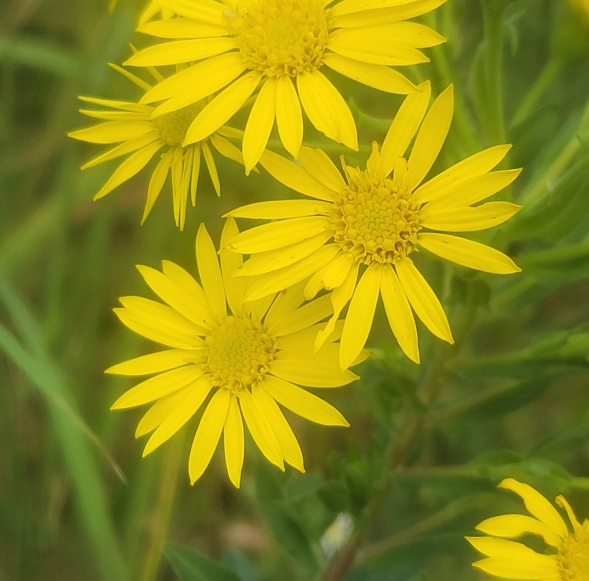 Maryland golden aster (Chrysopsis mariana)