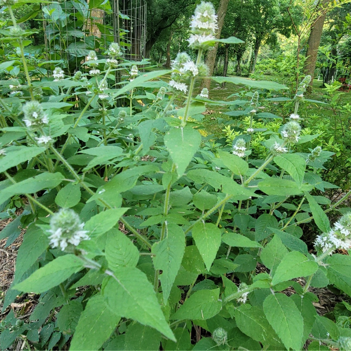 Hairy Wood Mint (Blephilia hirsuta)