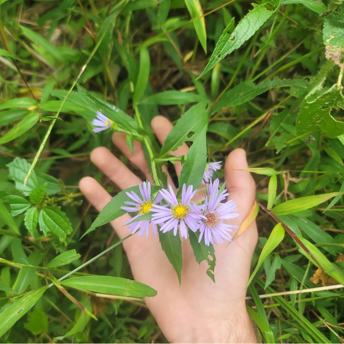 Swamp Aster (Symphyotrichum puniceum)