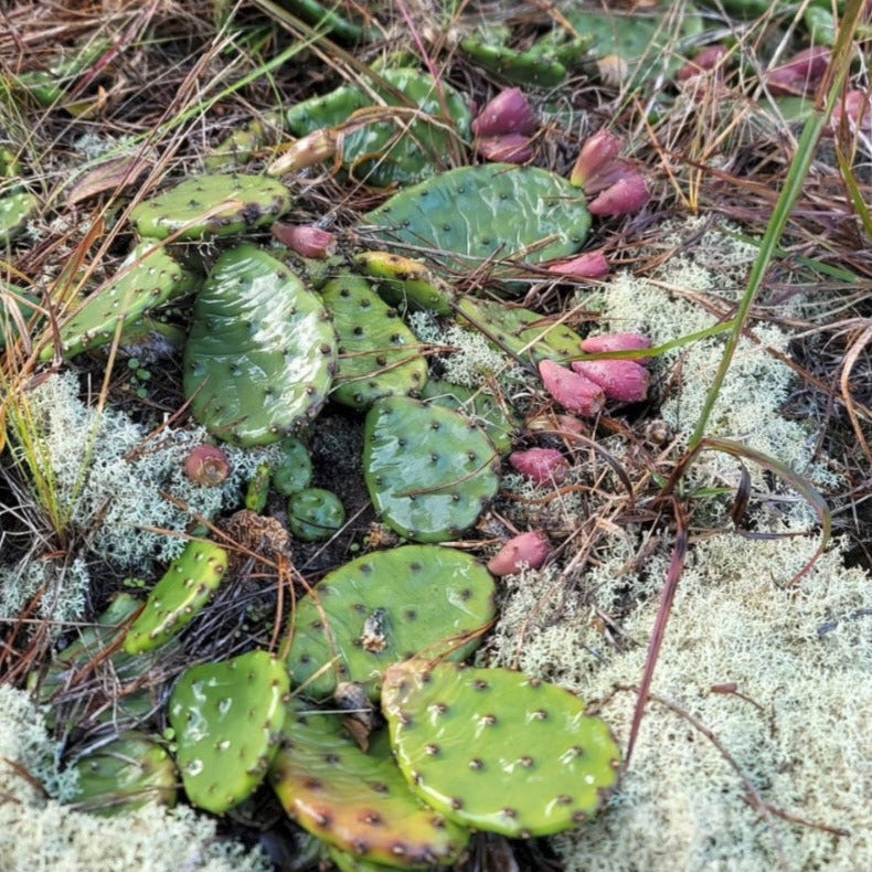 Eastern Prickly Pear (Opuntia humifusa)