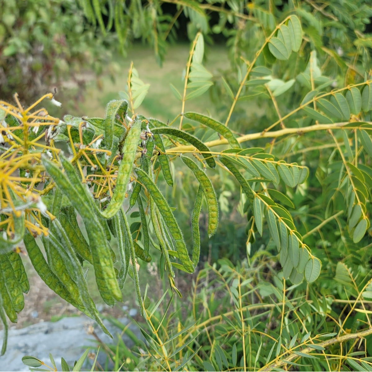 Wild Senna (Senna hebecarpa)