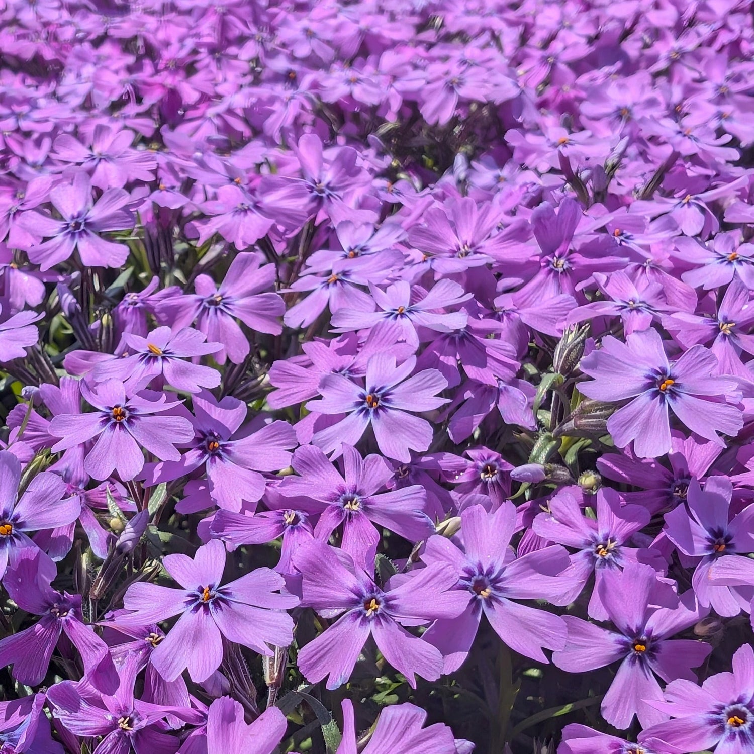 Phlox