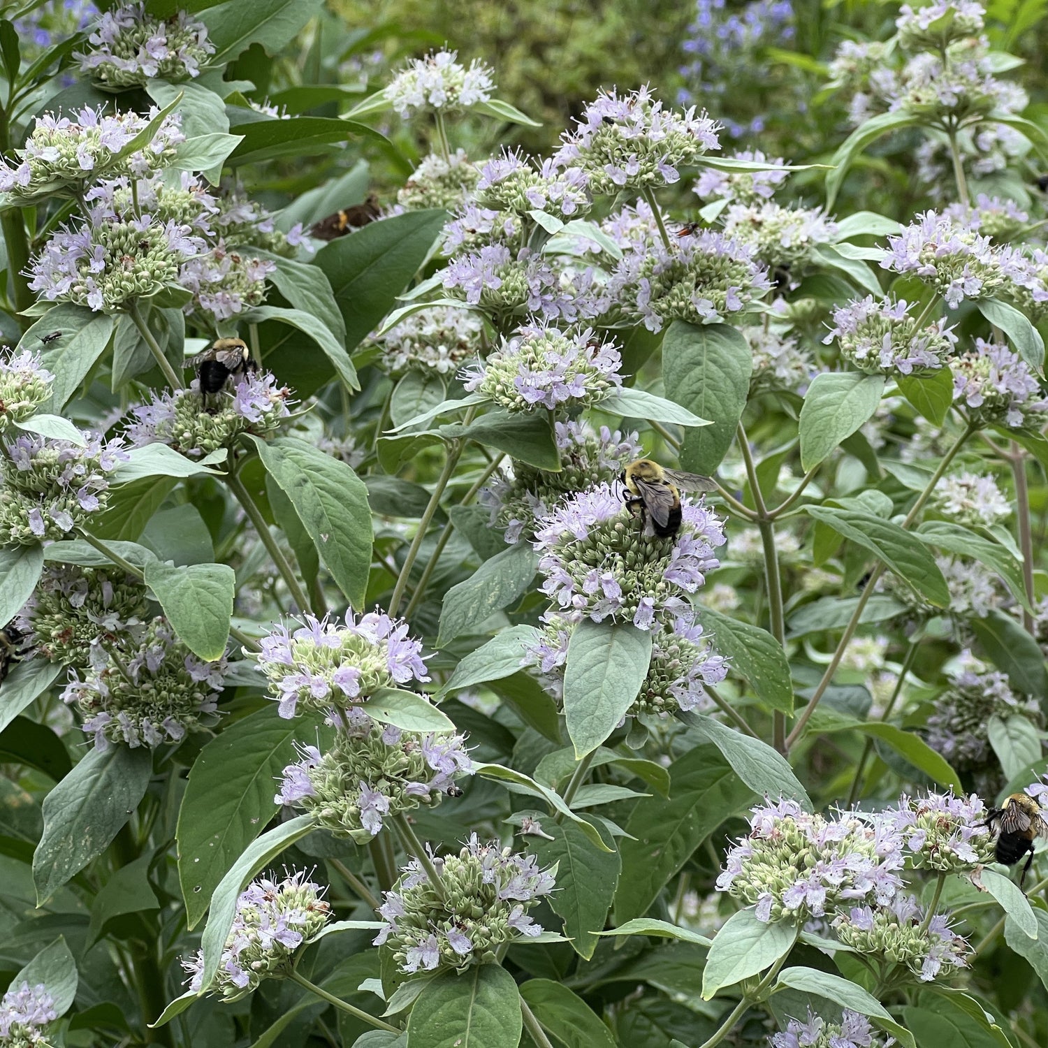 Mountain Mint