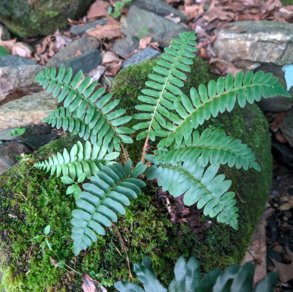 Ferns