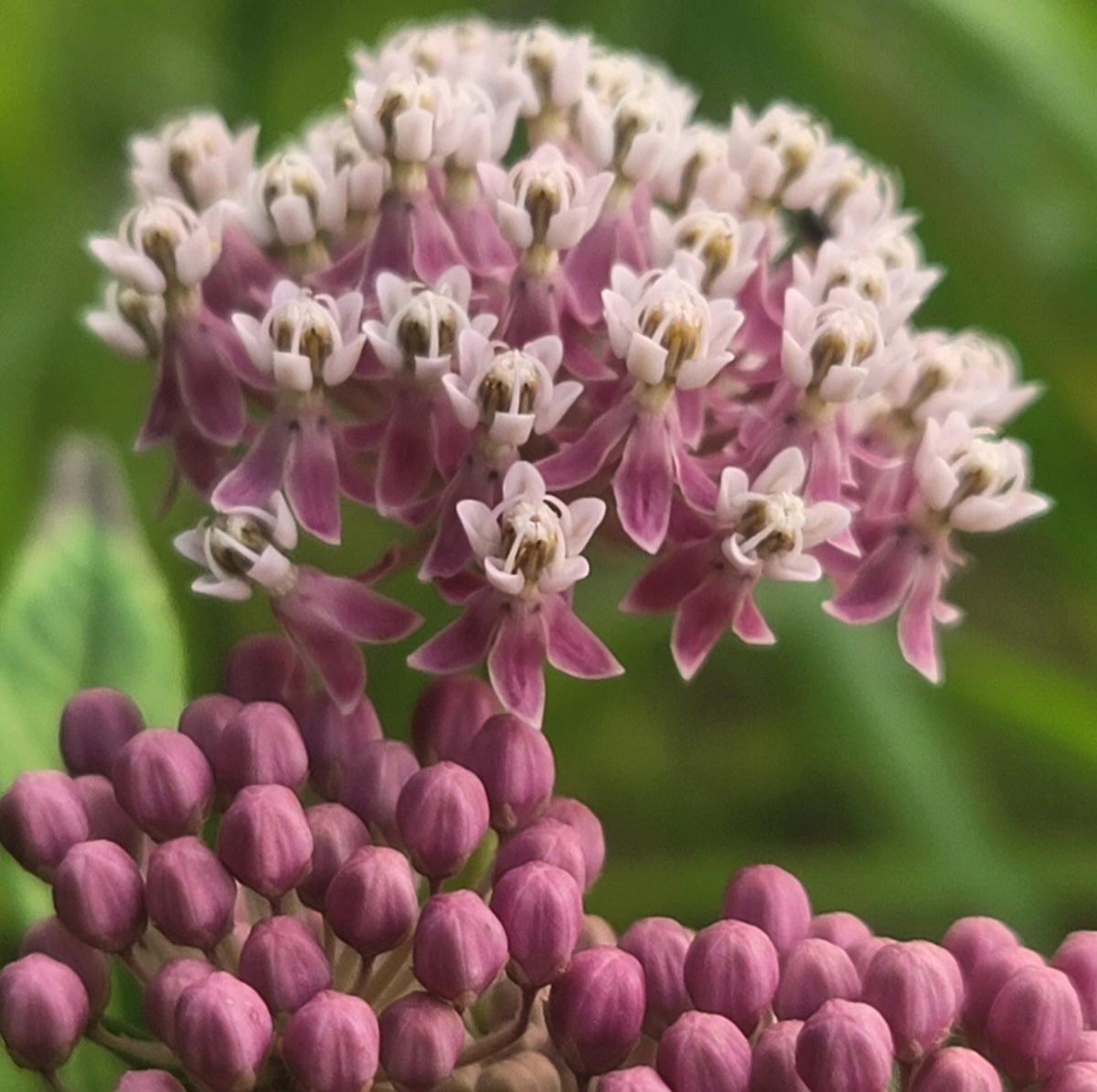 Milkweed