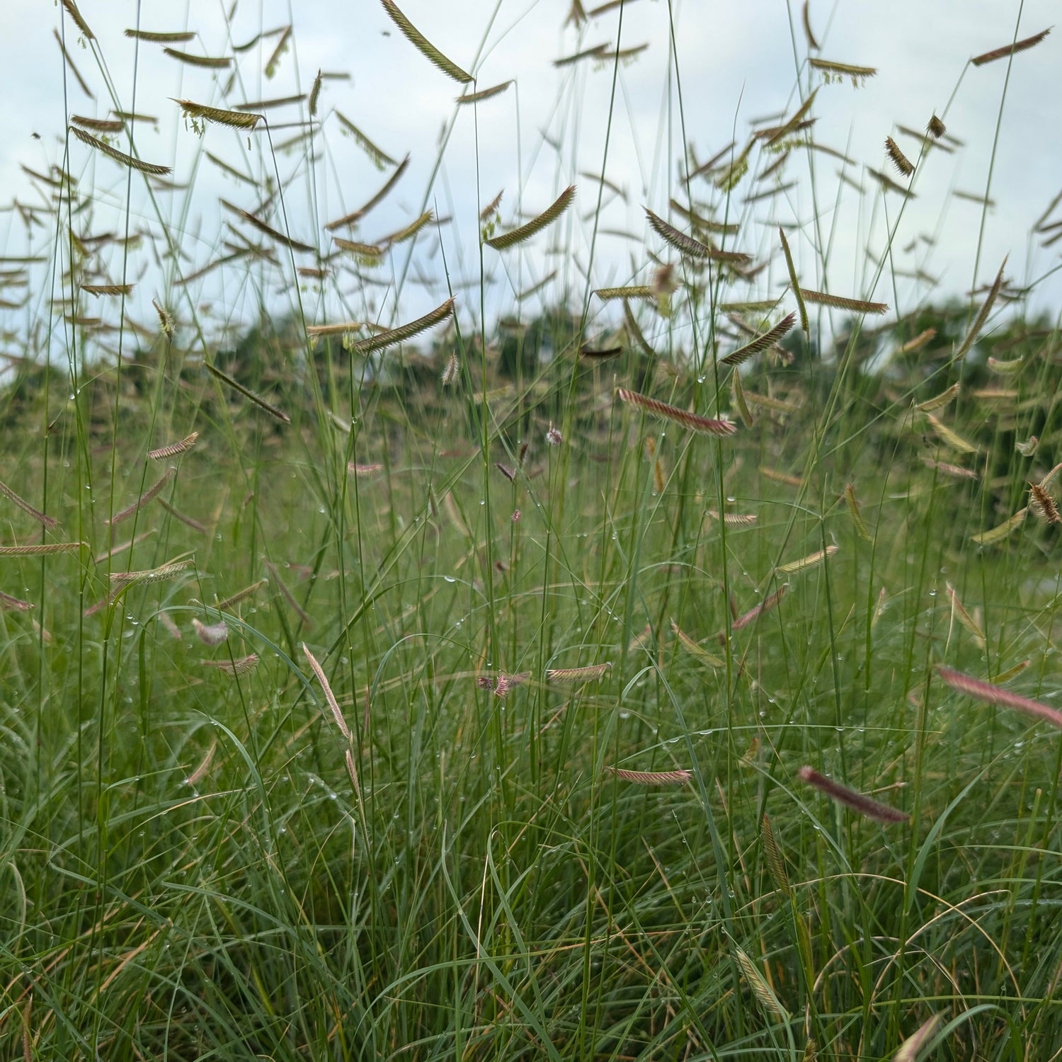 Landscape Grass and Sedge