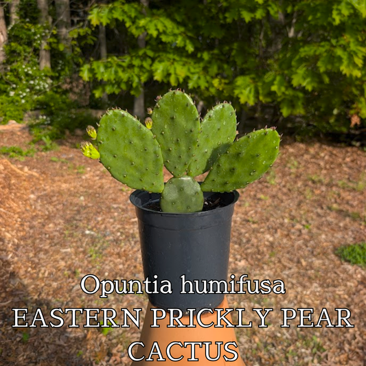 Eastern Prickly Pear (Opuntia humifusa)