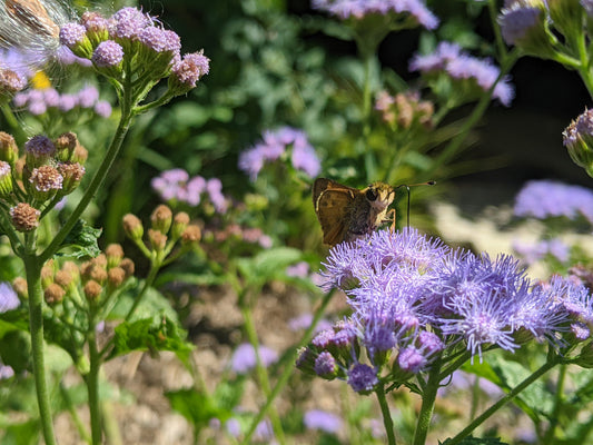 Blue Mistflower (Conoclinium coelestinum)
