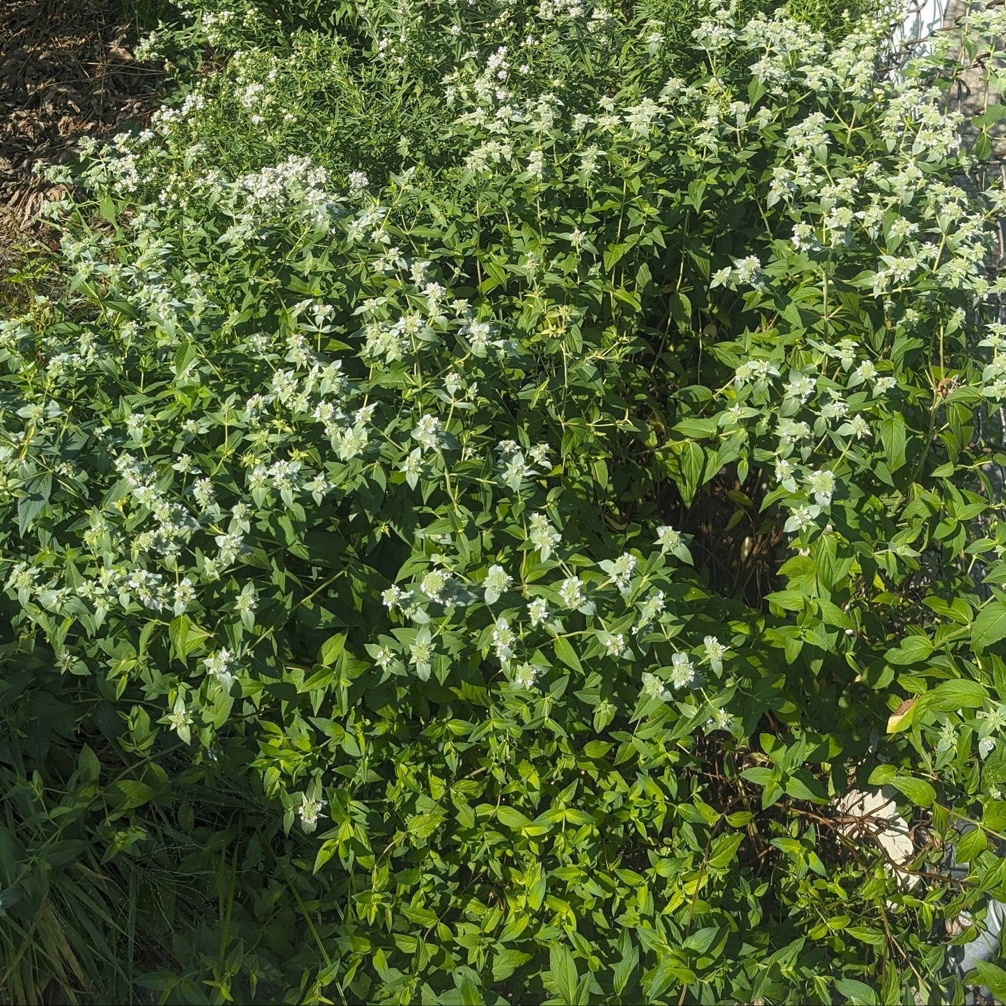 Clustered Mountain Mint (Pycnanthemum Muticum)