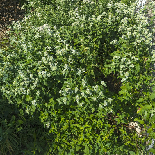 Clustered Mountain Mint (Pycnanthemum Muticum)