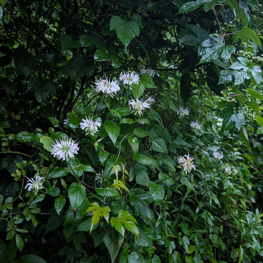 Basil Bee Balm (Monarda clinopodea)