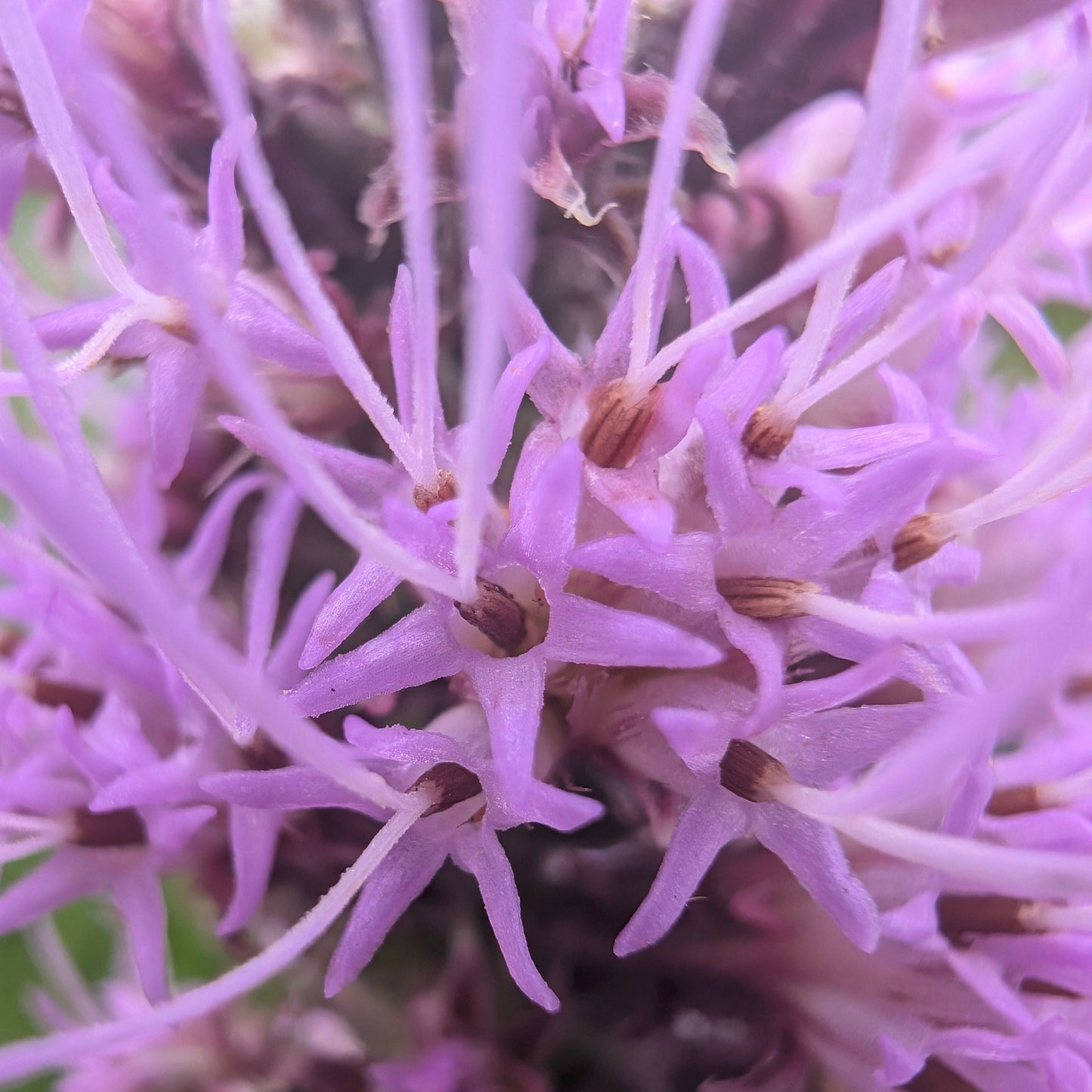 Meadow Blazing Star (Liatris ligulistylus)