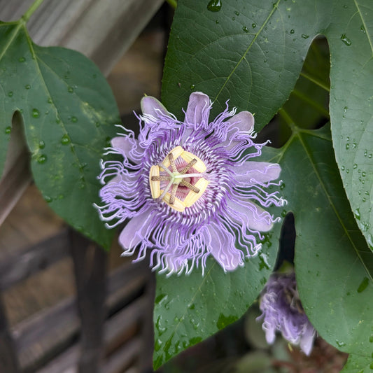 Purple Passionflower (Passiflora incarnata) Quart Pot