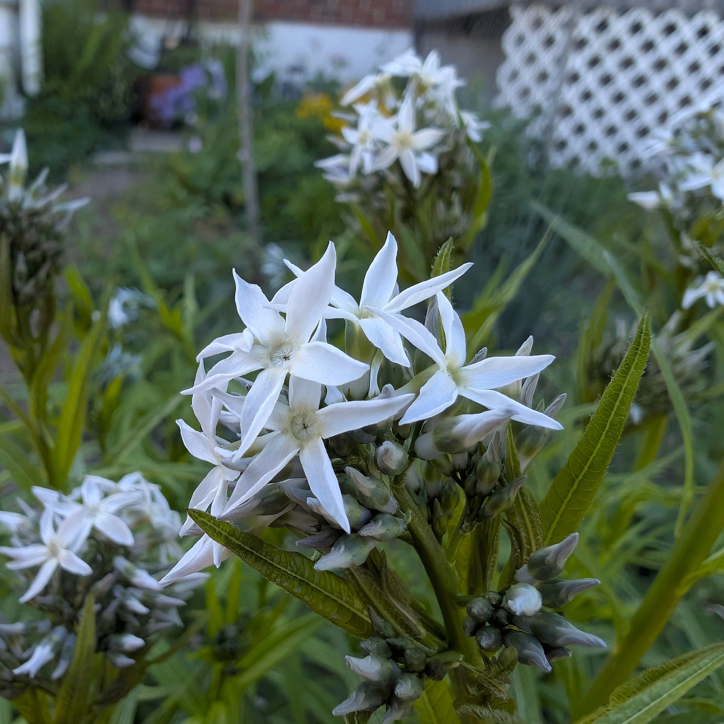 Eastern Bluestar (Amsonia tabernaemontana)