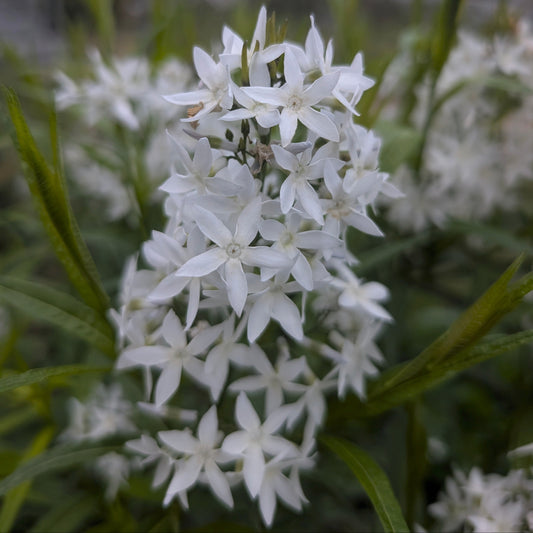 Eastern Bluestar (Amsonia tabernaemontana)