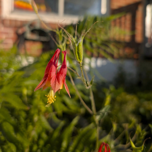 Red columbine - (Aquilegia canadensis)