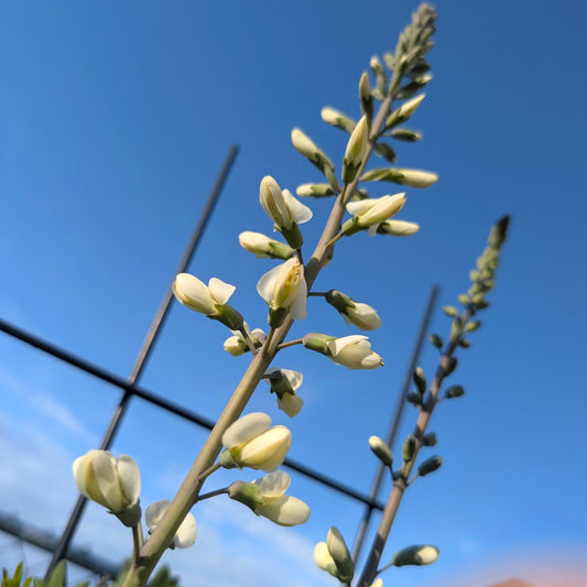 Wild White Indigo (Baptisia alba) Quart Pot